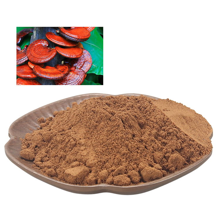 Mycelium Matrix Powder for Endurance and Focus